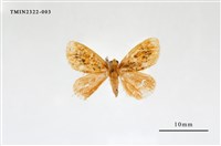 藏品(紛黃毒蛾)的圖片